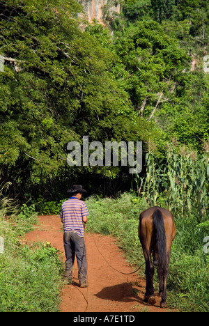 Un paysan sur un chemin allant à la Mogotes Hills dans la vallée de Vinales Cuba Banque D'Images