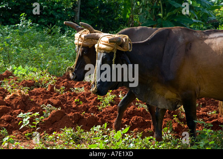 Directeur de deux beefs dans un champ de labour Cuba Vinales Banque D'Images