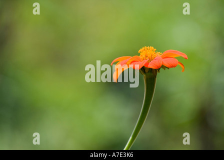 Daisy commun close up Cuba Banque D'Images