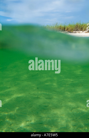 L'eau d'un vert vif et plage de sable blanc avec les herbes folles, Cayo Jutias, Cuba. Banque D'Images