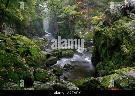 Fairy Glen river gorge conwy couleurs d'automne près de betws-y-coed national de Snowdonia North Wales gb uk Banque D'Images