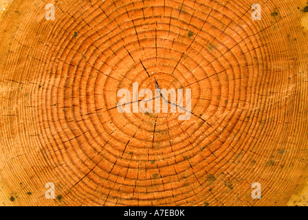 Les anneaux de croissance sur un tronc d'arbre Banque D'Images