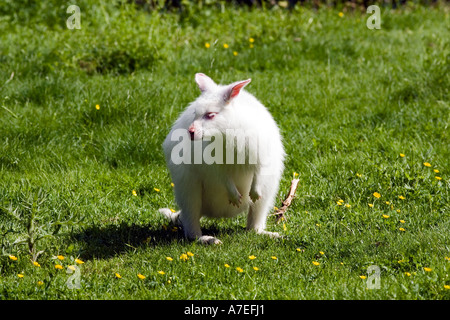 White Bennett's wallaby (Macropus rufogriseus) Banque D'Images