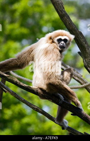 White-remis Gibbon (Hylobates lar) Banque D'Images