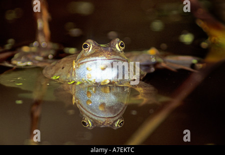 Une grenouille rousse Rana temporaria se reposer pendant la saison d'accouplement Banque D'Images