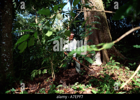 Le Mexique, Chiapas, Forêt Lacandone. Les Indiens Tzeltal et son café d'ombre Banque D'Images