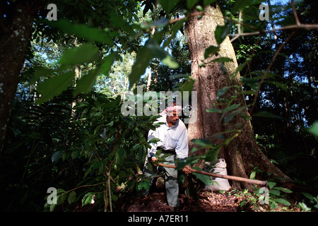 Le Mexique, Chiapas, Forêt Lacandone. Les Indiens Tzeltal et son café d'ombre Banque D'Images