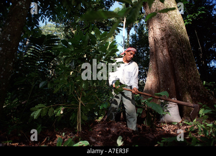 Le Mexique, Chiapas, Forêt Lacandone. Les Indiens Tzeltal ajoute de l'engrais organique pour la production de café Banque D'Images