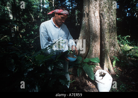Le Mexique, Chiapas, Forêt Lacandone. Les Indiens Tzeltal ajoute de l'engrais organique à son café d'ombre Banque D'Images