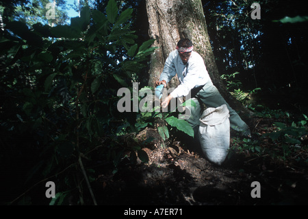 Le Mexique, Chiapas, Forêt Lacandone. Les Indiens Tzeltal ajoute de l'engrais organique à son café d'ombre Banque D'Images