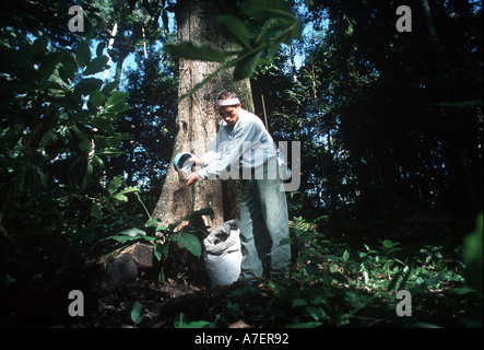 Le Mexique, Chiapas, Forêt Lacandone. Les Indiens Tzeltal ajoute de l'engrais organique à son café d'ombre Banque D'Images