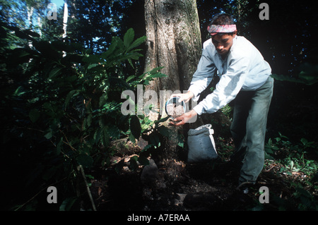 Le Mexique, Chiapas, Forêt Lacandone. Les Indiens Tzeltal ajoute de l'engrais organique à son café d'ombre Banque D'Images