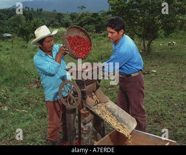 Le Mexique, Chiapas, Forêt Lacandone. Les Indiens Tzeltal enlever la pulpe du café d'ombre organique, Ejido San Luis Banque D'Images