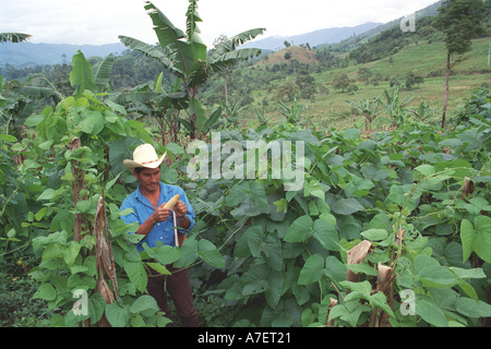 Mexique, Chiapas, Forêt Lacandone. Les Indiens Tzeltal cultiver 'abono verde' ou d'engrais organique vert Banque D'Images