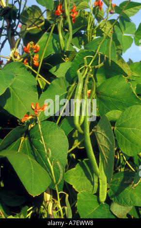 Sunny haricot d'usines en fleur et les haricots sur la tige Banque D'Images