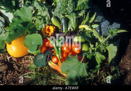 La récolte des légumes dans le soleil Banque D'Images