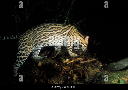 Panama, Borro Colorado Island, Ocelot près d'un arbre fruitier dans la nuit à la recherche de proies Banque D'Images