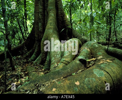 L'Amérique centrale, Panama, Borro Colorado Island d'un figuier géant (fiscus insipida) Banque D'Images