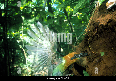 L'Amérique centrale, Panama, Borro Colorado Island d'oiseaux tropicaux colorés attrape un insecte dans son bec Banque D'Images