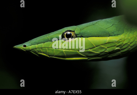 L'Amérique centrale, le Panama, l'île de Barro Colorado. Serpent de vigne verte (Oxybelis fulgidus). Banque D'Images