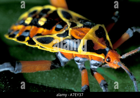CA, le Panama, l'île de Barro Colorado, punaise colorée Banque D'Images