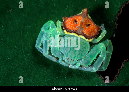 CA, le Panama, l'île de Barro Colorado, araignée crabe Banque D'Images