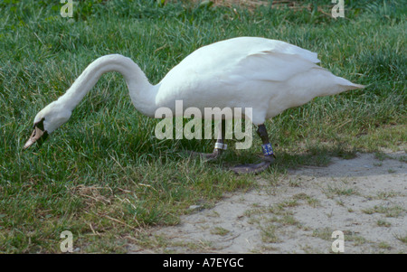 Mute swan (Cygnus olor) équipé d'un anneau métallique et plastique un anneau 0,5Mm Banque D'Images