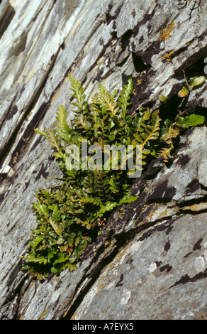 Asplenium marinum spleenwort (mer). Banque D'Images