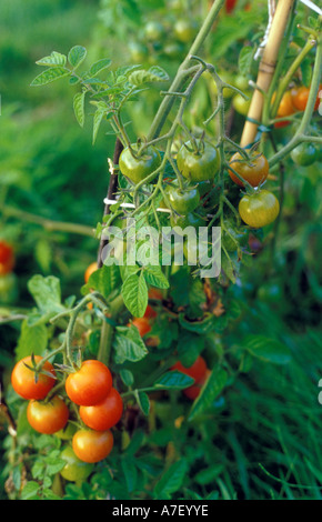 Les plants de tomates sont jalonnés avec cannes court Banque D'Images