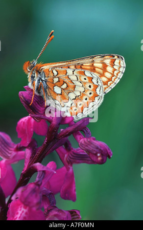 Marsh Fritillary Euphydryas aurinia, Banque D'Images