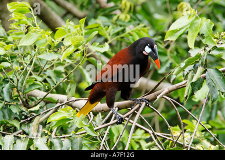 Montezuma Oropendola (Psarocolius montezuma), Costa Rica Banque D'Images
