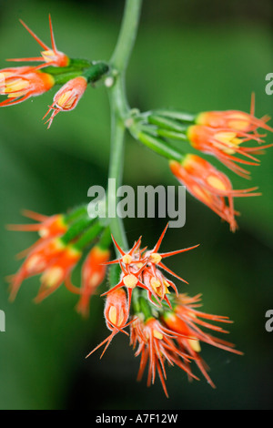 Fleur en forêt tropicale, Costa Rica Banque D'Images