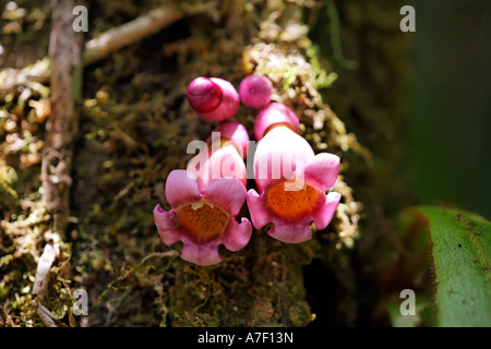 Fleur en forêt tropicale, Costa Rica Banque D'Images