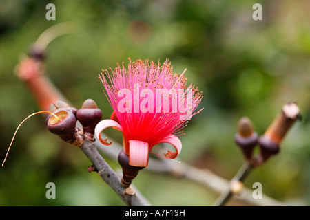 Fleur de Blaireau Pseudobombax ellipticum (arbre), Bombacaceae, Costa Rica Banque D'Images