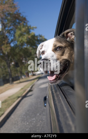 Chien heureux équitation de voiture avec la tête qui dépasse de la fenêtre Banque D'Images