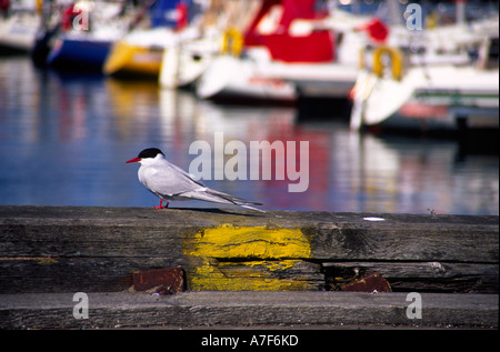 Sterne arctique port de Reykjavik en Islande Banque D'Images