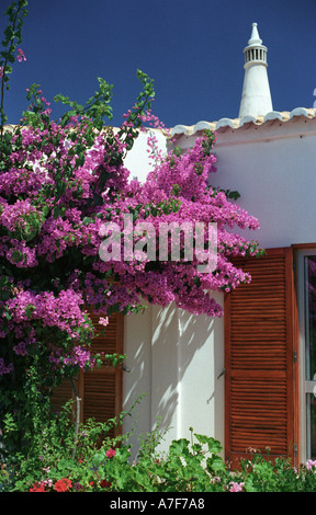 De plus en plus contre une villa Bougainvillea dans l'Algarve Banque D'Images