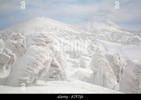 Monstres de neige - Arbres de neige bloqué sur d'eux en hiver Mont Hakkoda Japon Banque D'Images