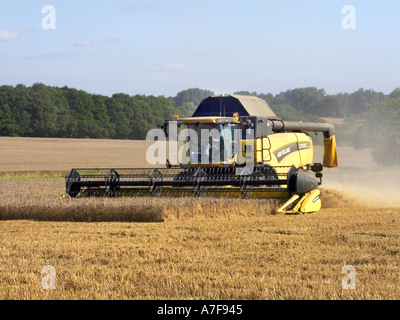 Gros plan sur l'avant de la moissonneuse-batteuse New Holland CX860 au travail pour récolter des céréales sur une terre agricole Mountnessing Brentwood Essex Angleterre Royaume-Uni Banque D'Images