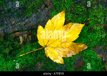 Feuille de platane Rocamadour France Banque D'Images