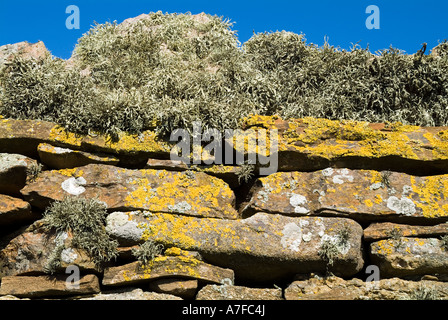 Dh Lichen Lichens UK sur mur digue stonewall à sec Banque D'Images