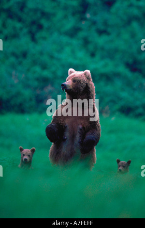 Un Ours brun (Ursus arctos) est mère et donne sur une colline comme deux jeunes Louveteaux se tenir à ses côtés en attente Banque D'Images