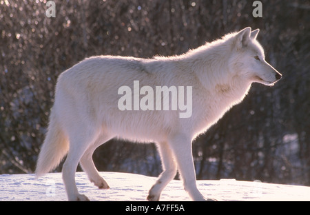 Loup arctique debout dans la neige Banque D'Images