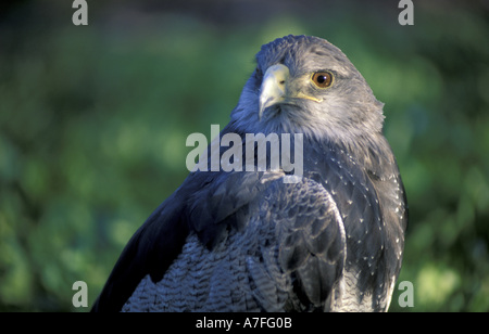 L'Amérique du Sud, Pérou, Lima, Réserve nationale de Lachay Huaura, Black-chested Buzzard-Eagle (Gerrranoaetus melanoleucus) Banque D'Images