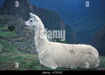 SA, le Pérou, le Machu Picchu, le lama sur terrasse donnant sur ruines Banque D'Images