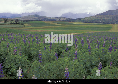 L'Amérique du Sud, Pérou, des Andes. Un champ de fleurs de lupin dans les Andes Banque D'Images