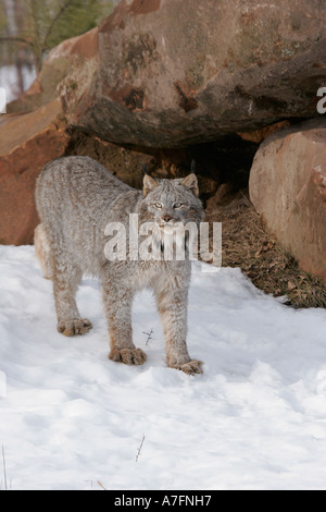 Lynx trouvés à proximité d'un possible den site dans le Nord de l'United States Banque D'Images