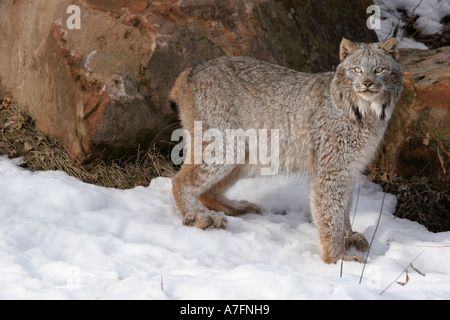 Lynx trouvés à proximité d'un possible den site dans le Nord de l'United States Banque D'Images