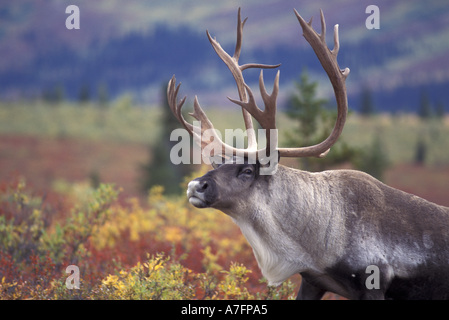 USA, Alaska, Denali NP, le Caribou de la toundra à l'automne. Banque D'Images