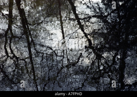 Réflexions d'arbres dans l'eau Banque D'Images